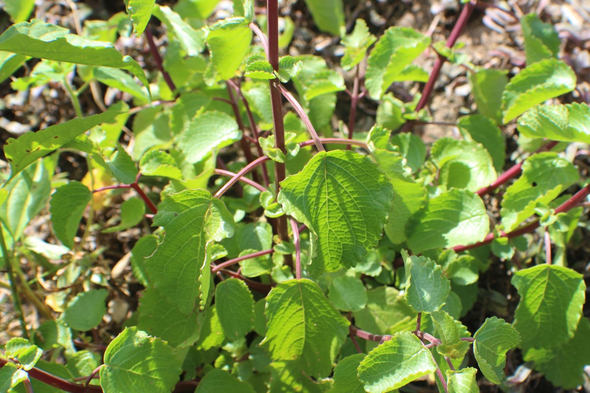 Coleus strobilifer (Roxb.) A.J.Paton